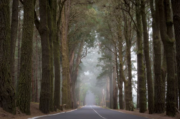 Mlha silnice v lese — Stock fotografie
