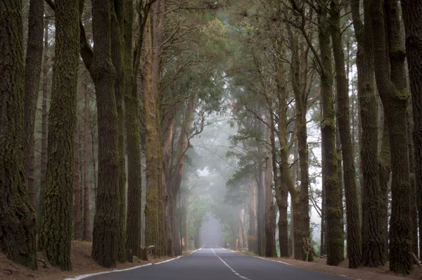 Estrada nebulosa na floresta — Fotografia de Stock