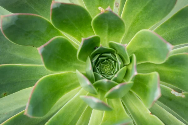 Echeveria 장식 보기 — 스톡 사진