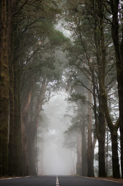 Straight road to fog — Stock Photo, Image