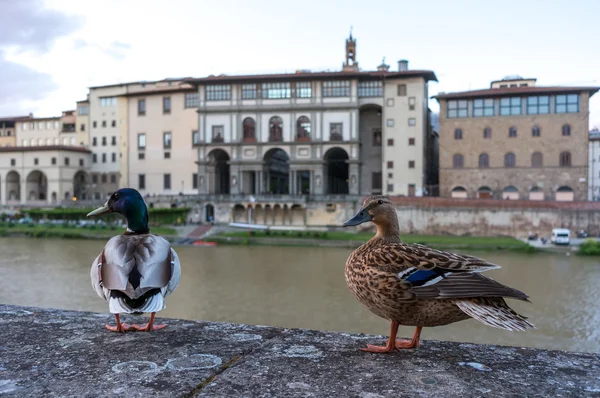 Kaczki nad rzeką Arno we Florencji — Zdjęcie stockowe