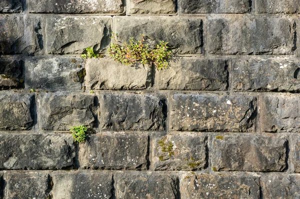 Brickwork with some grass texture — Stock Photo, Image