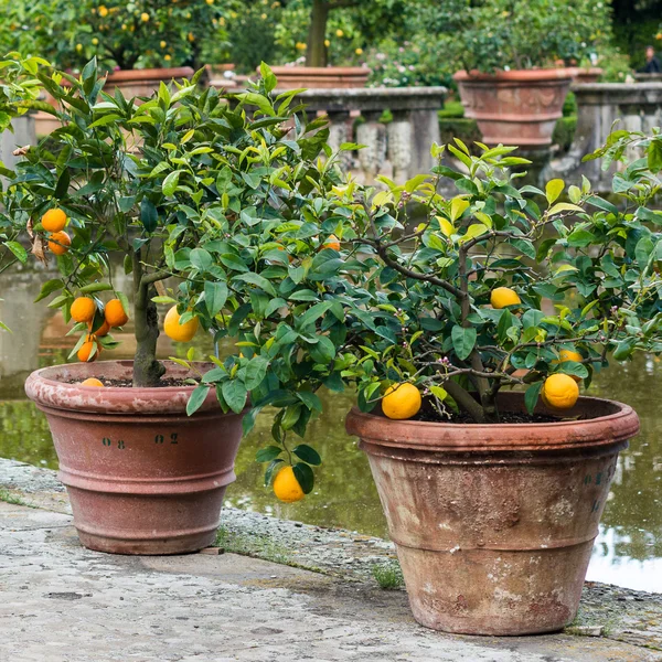 Oranges in Boboli gardens — Stock Photo, Image