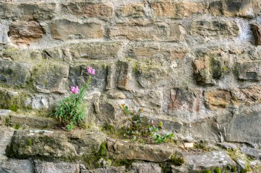 Eski tuğla ve çiçek