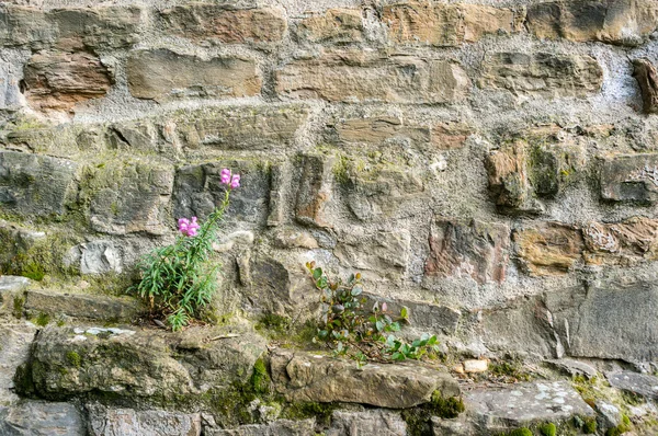 Παλιά τούβλα και λουλούδι — Φωτογραφία Αρχείου