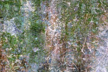 Moss ile sıva duvar