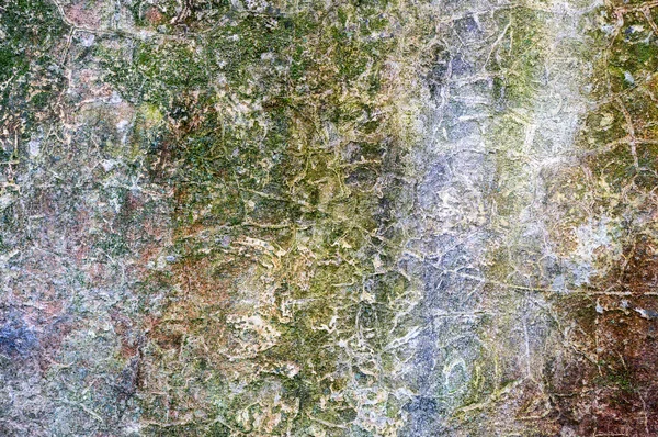 Moss on plaster — Stock Photo, Image