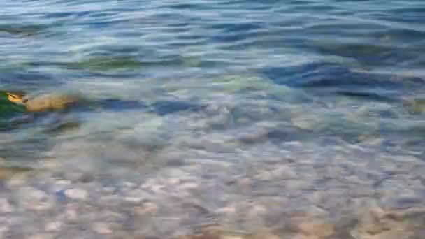 タイムラプス モンテネグロのビーチの穏やかな海に小石を投げるから飛び出す — ストック動画