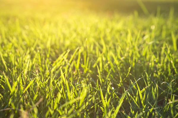 Güneş ışığında yeşil çimen — Stok fotoğraf