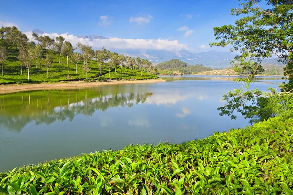 Tea plantation, India — Stock Photo, Image