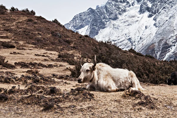 Yak et montagnes — Photo