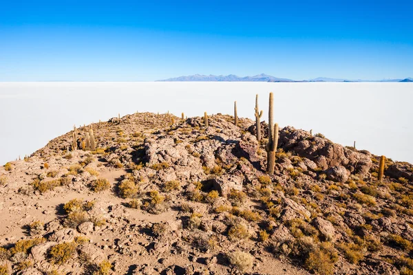 Isola di Cactus, Uyuni — Foto Stock