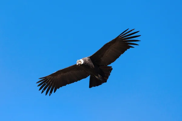 Condor közelében Colca repülő — Stock Fotó