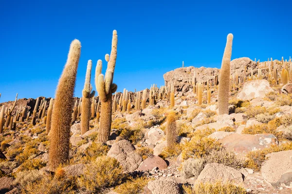 Cactus ostrov, Uyuni — Stock fotografie