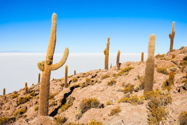 Isla Cactus, Uyuni — Foto de Stock