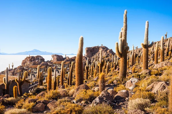 Cactus ostrov, Uyuni — Stock fotografie