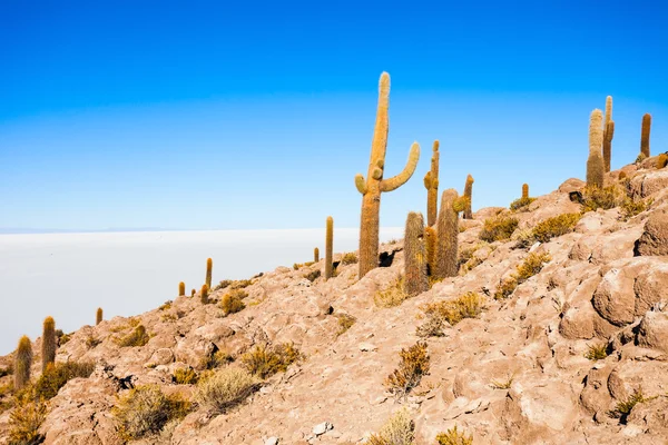 Cactus ostrov, Uyuni — Stock fotografie