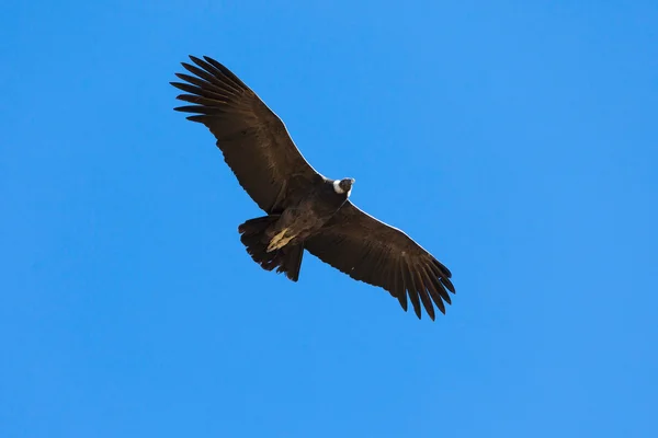 Condor vliegt in de buurt van Colca — Stockfoto