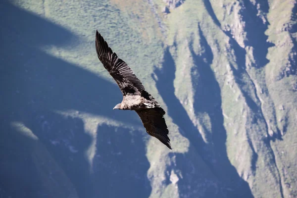 Condor repülés, Peru — Stock Fotó