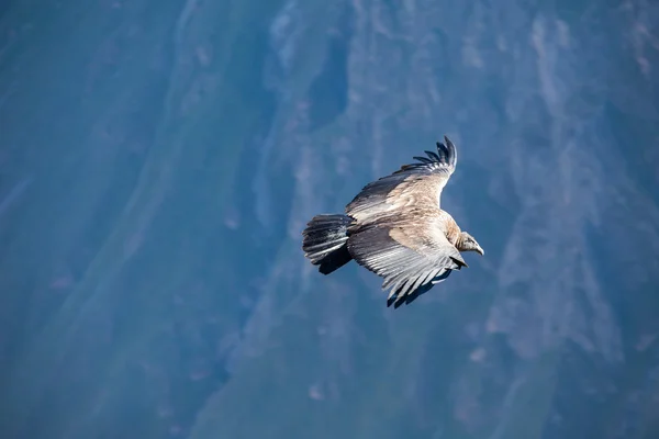 在秘鲁的神鹰飞行 — 图库照片