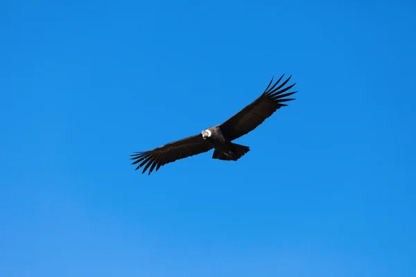 Vol Condor Pérou — Photo
