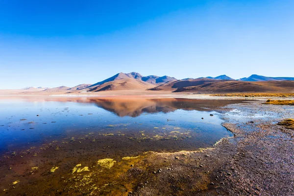 Laguna Colorada lago — Foto de Stock