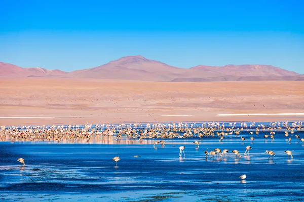 Laguna Colorada-See — Stockfoto