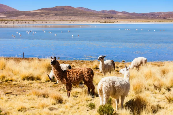 Lindos lamas en Bolivia — Foto de Stock