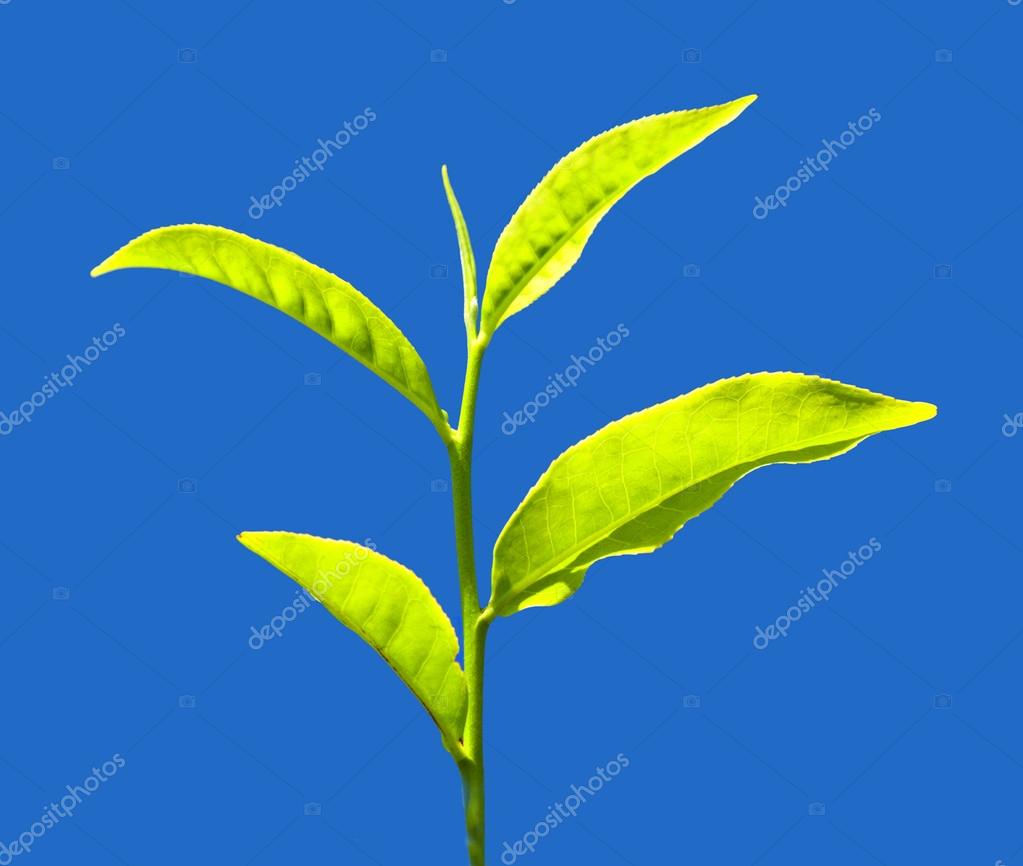 Tea leaves, India — Stock Photo © saiko3p #102311678