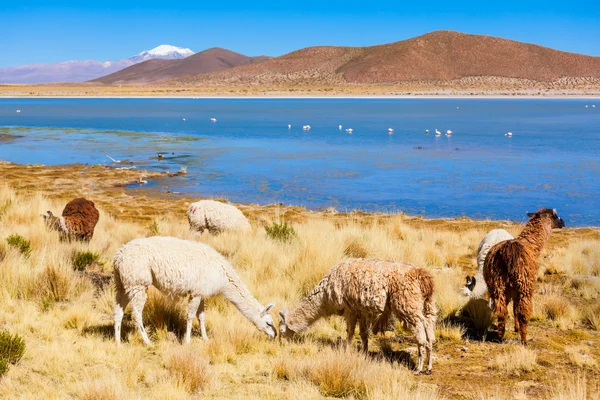 Lindos lamas en Bolivia — Foto de Stock