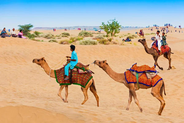Верблюды в пустыне Тар — стоковое фото