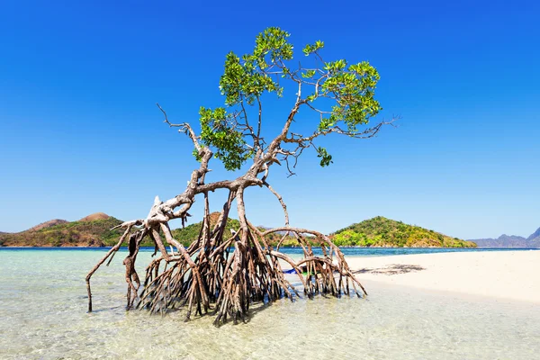 El árbol del manglar — Foto de Stock