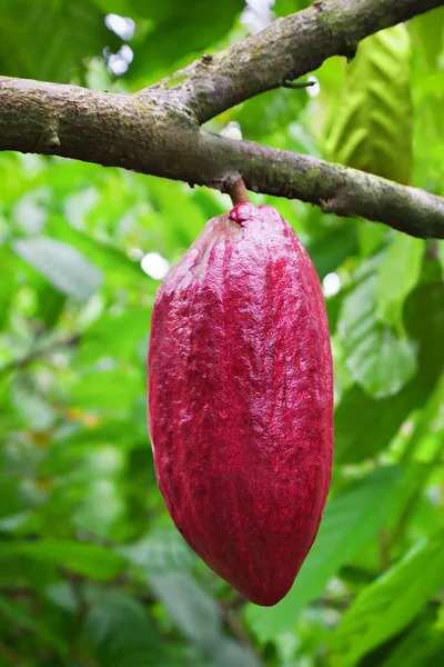 Cacaoboom met peul — Stockfoto