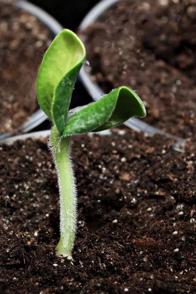 Os brotos verdes — Fotografia de Stock