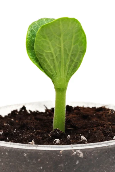 Sprout in the pot — Stock Photo, Image