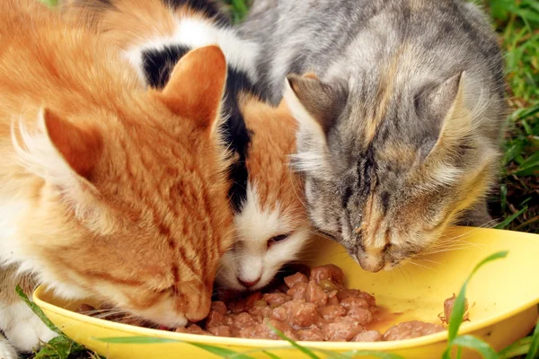 Los tres gatos — Foto de Stock