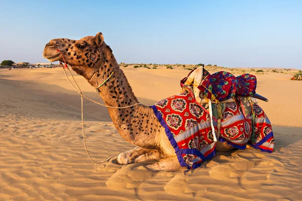 Camelos no deserto — Fotografia de Stock