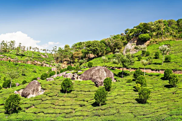 Tea ültetvény-Munnar — Stock Fotó