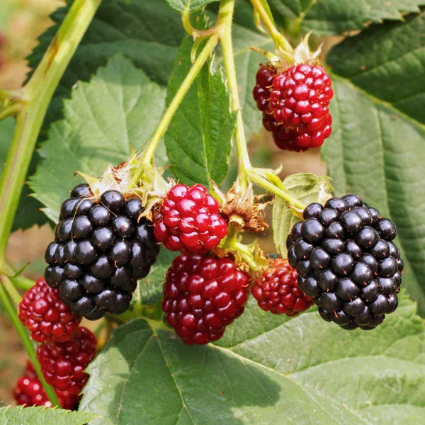 De blackberry-bos — Stockfoto