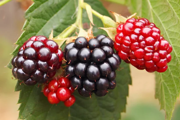 Kilka blackberry — Zdjęcie stockowe
