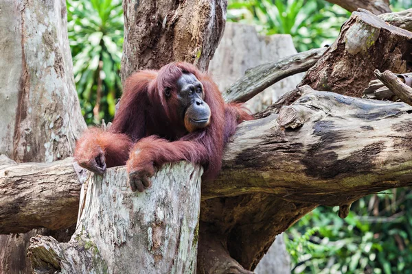 Орангутанг мавпа — стокове фото