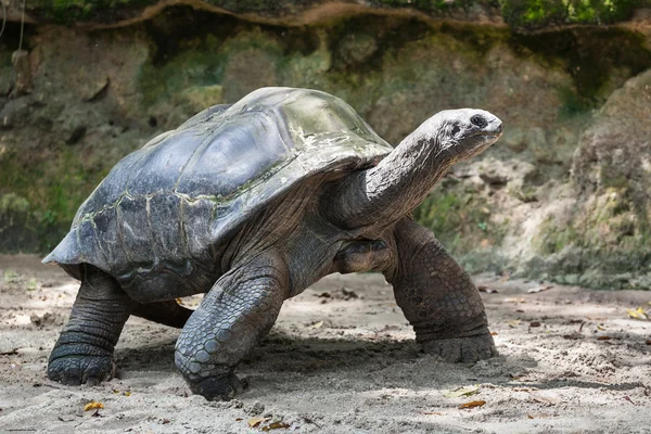 La tortuga gigante — Foto de Stock
