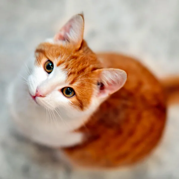 Genç aç kedi — Stok fotoğraf