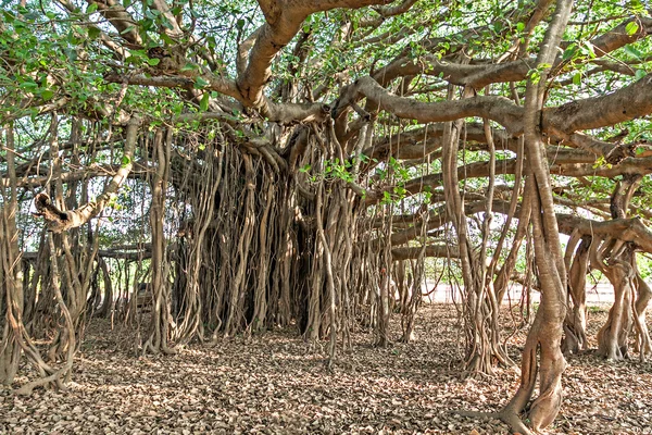 The Banyan tree — Stock Photo, Image