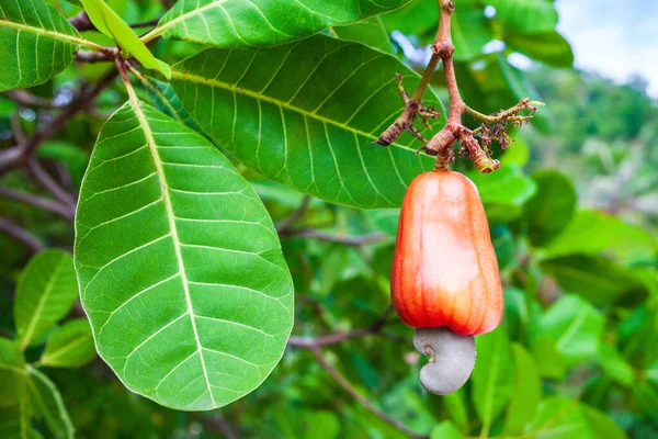 Röd Mogen Cashewäpple Frukt Med Cashewnöt Ett Träd — Stockfoto