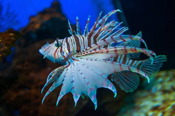 Niesamowite Lionfish Lub Lion Fish Podwodne Rafy Koralowej Krajobraz Akwarium — Zdjęcie stockowe
