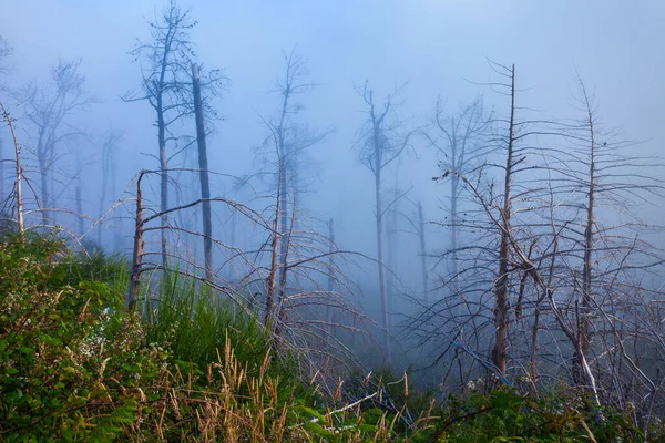 Død Skov Tågelandskab Madeira Portugal - Stock-foto