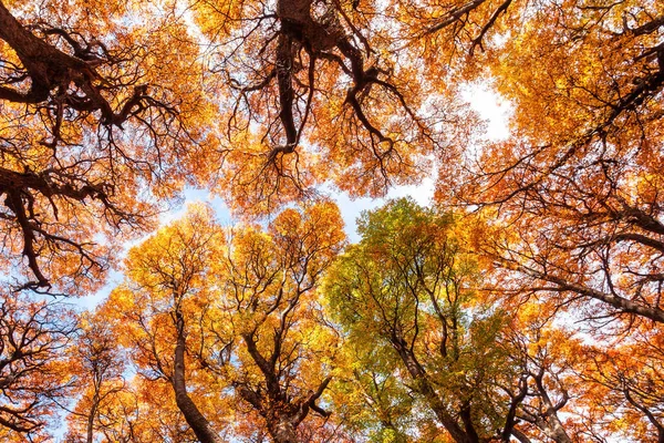 Goldene Waldbäume Fitz Roy Herbst Fitz Roy Ist Ein Berg — Stockfoto