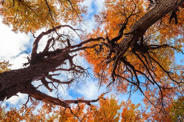 Schönheit Goldener Und Roter Wald Der Nähe Des Fitz Roy — Stockfoto
