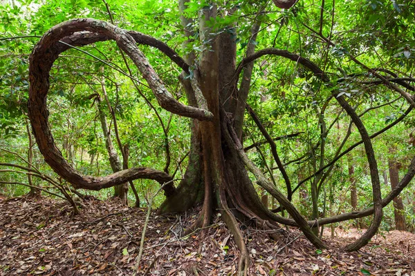 Kandy Udadaatta Kele Royal Forest Park Udawattakele Sanctuary 자이언트 리아나 — 스톡 사진
